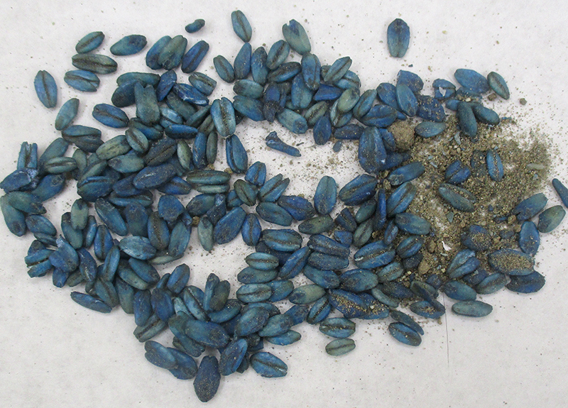 An example of diphacinone bait dyed blue. CDFW photo